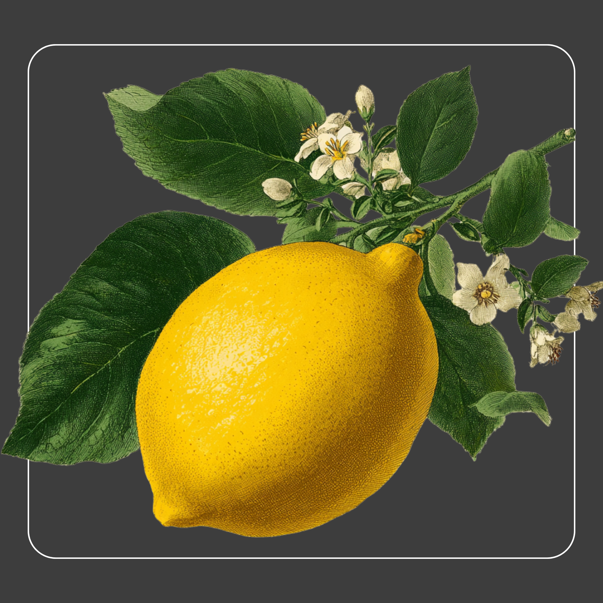 Lemon Sugar
